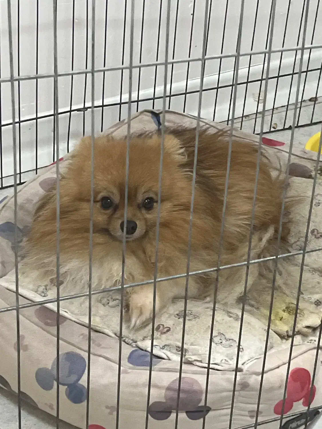 سگ نر دوساله|سگ|بندرعباس, |دیوار