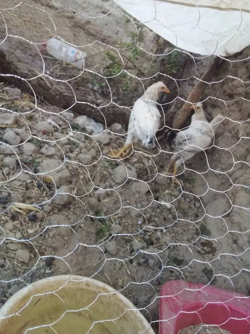 مرغ و خروس محلی|حیوانات مزرعه|جزنیک, |دیوار