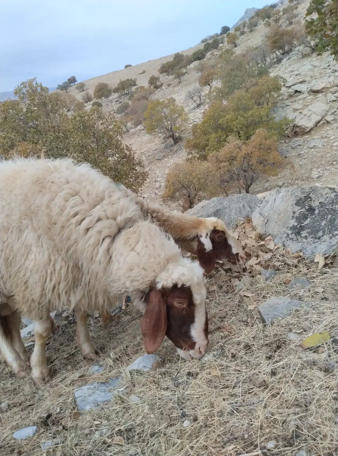 قوچ یاشک ورن سنجابی|حیوانات مزرعه|سرپل ذهاب, |دیوار