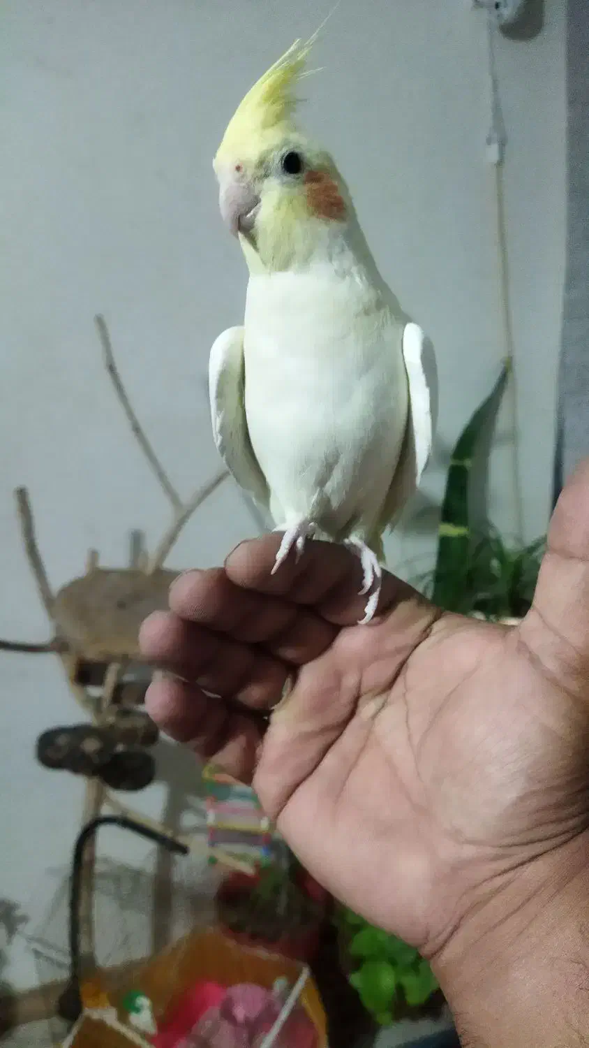 عروس هلندی نر دستی|پرنده|مشهد, شهرک مهرگان|دیوار