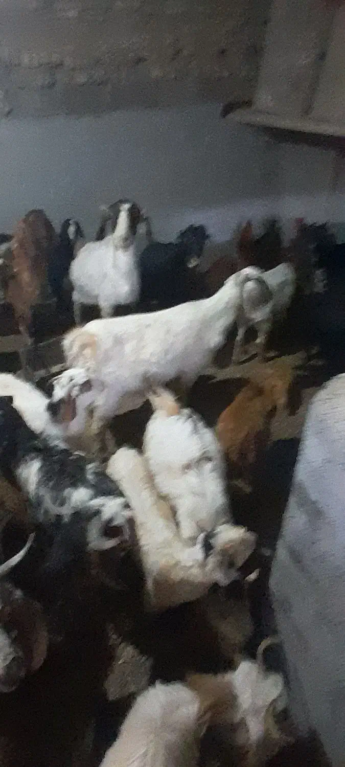 بز و بزقاله|حیوانات مزرعه|قوچان, |دیوار