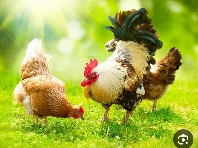 مرغ خروس گلین لری|حیوانات مزرعه|شیراز, پودنک|دیوار