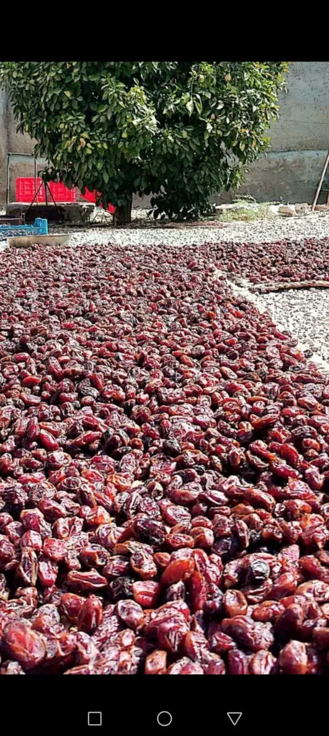 خرمای کبکاب|خوردنی و آشامیدنی|آبپخش, |دیوار