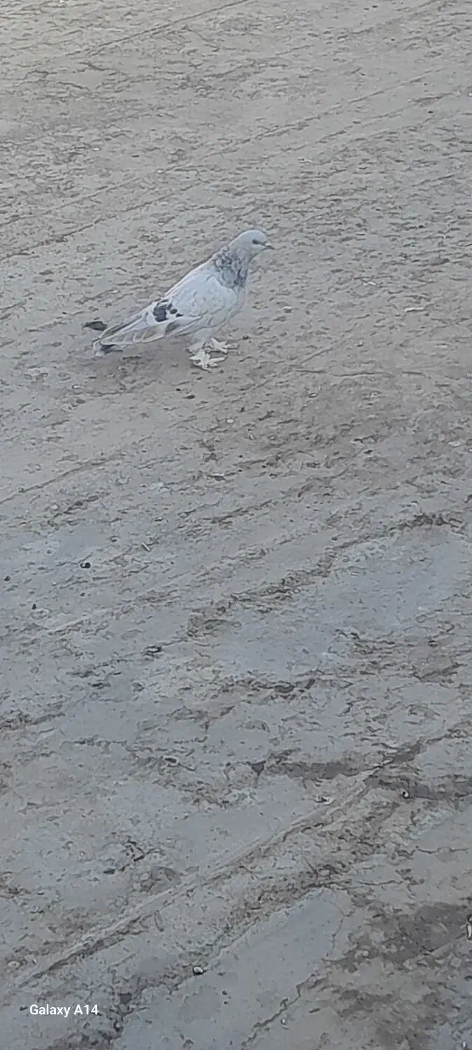 کبوتر ترکیه ای|پرنده|چادگان, |دیوار