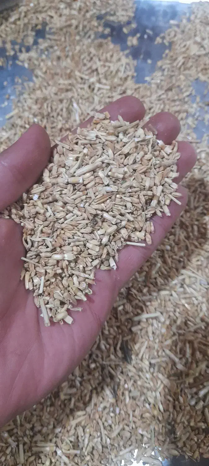 گندم لَر|حیوانات مزرعه|کوهدشت, |دیوار