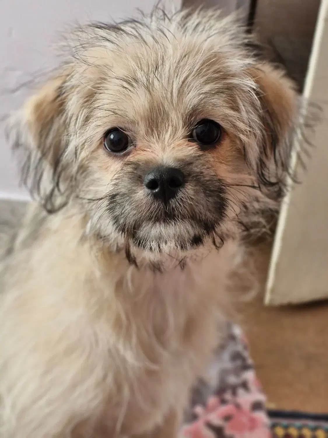 واگذاری سگ|سگ|کرمانشاه, |دیوار