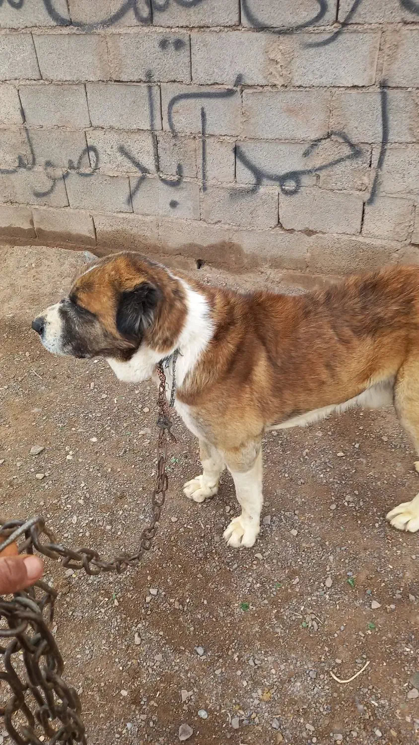 گمشده|حیوانات|تایباد, |دیوار