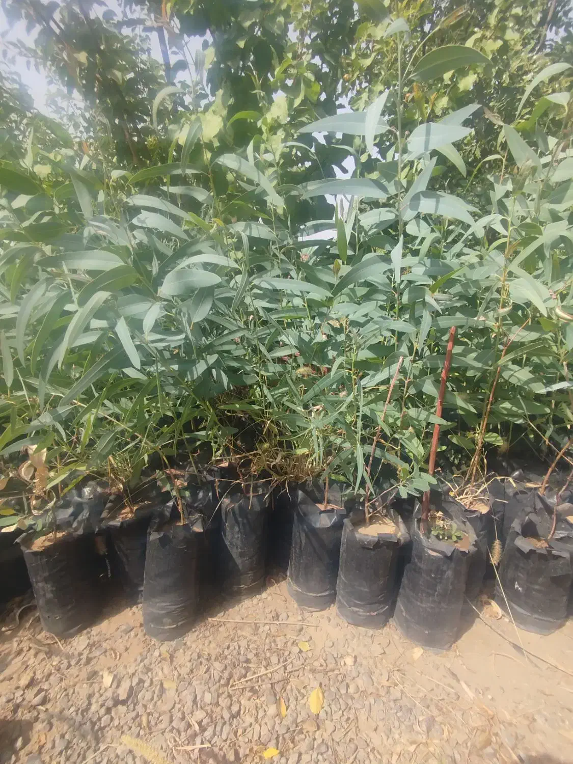 نهال اکالیپتوس|گل و گیاه طبیعی|کاشان, مشکات|دیوار