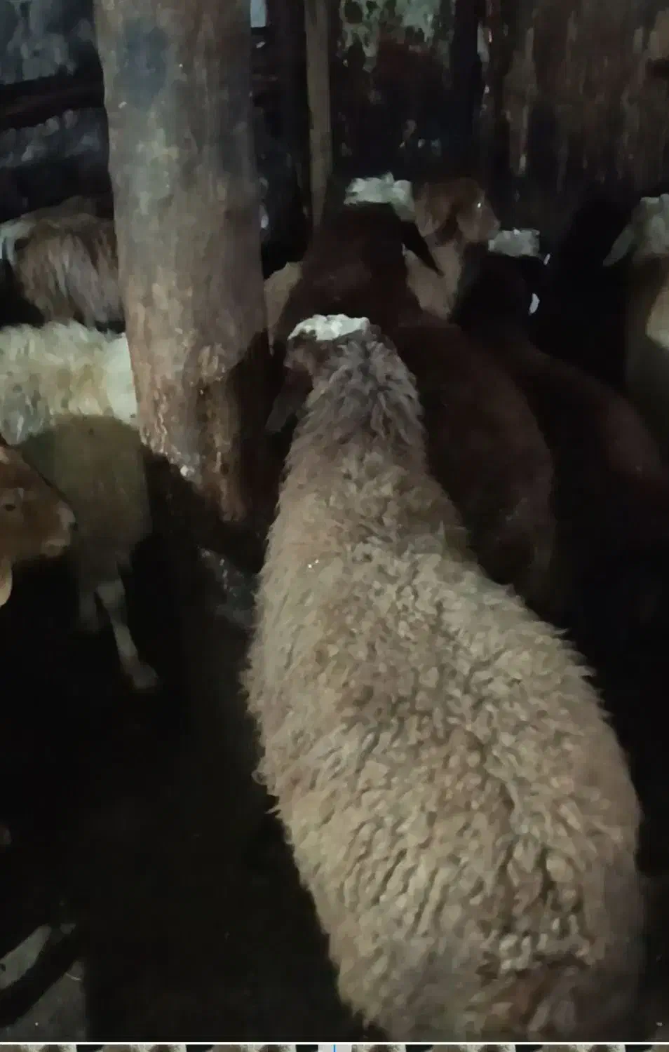 برهنرماده11عدد|حیوانات مزرعه|ثمرین, |دیوار