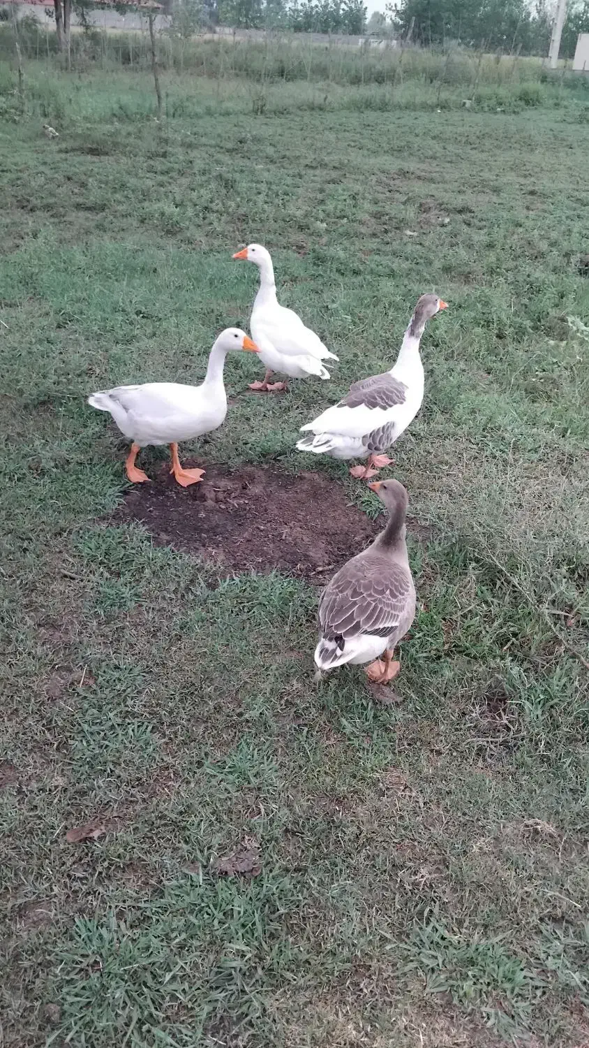 غازمحلی نروماده|حیوانات مزرعه|سیاهکل, |دیوار