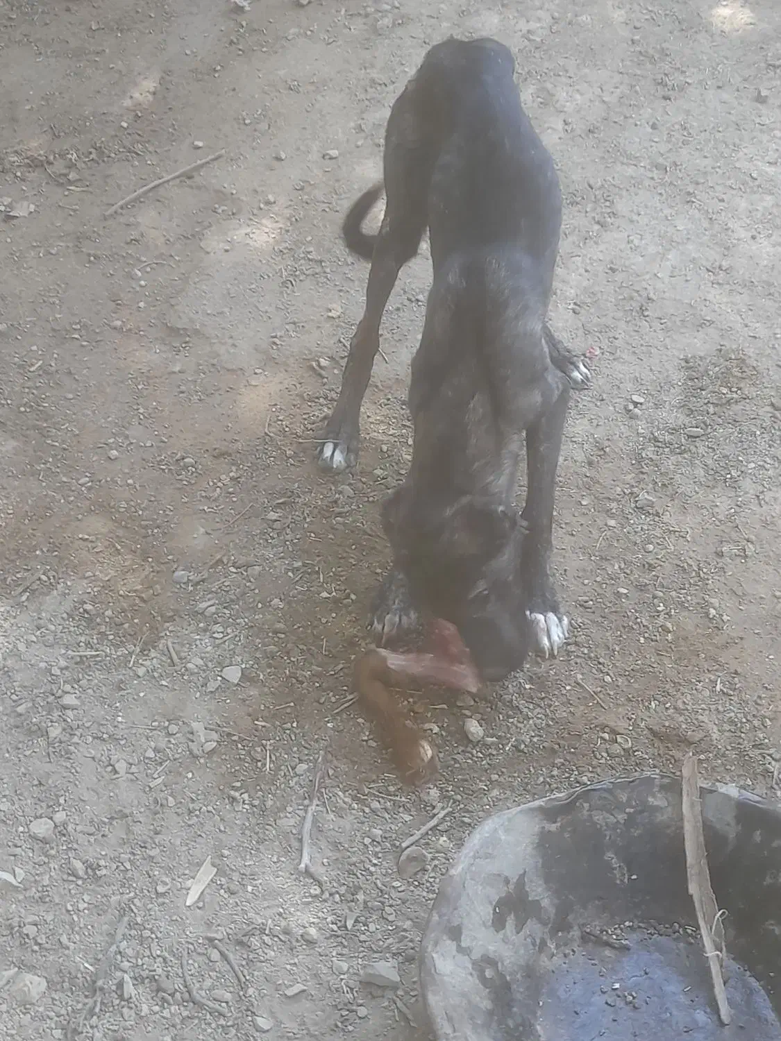 توله ۴ ماه ماده نژاد سرابی و خوراسانی|سگ|سامان, |دیوار