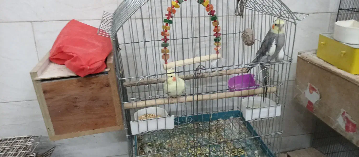 عروس هلندی|پرنده|حمیدیا, |دیوار