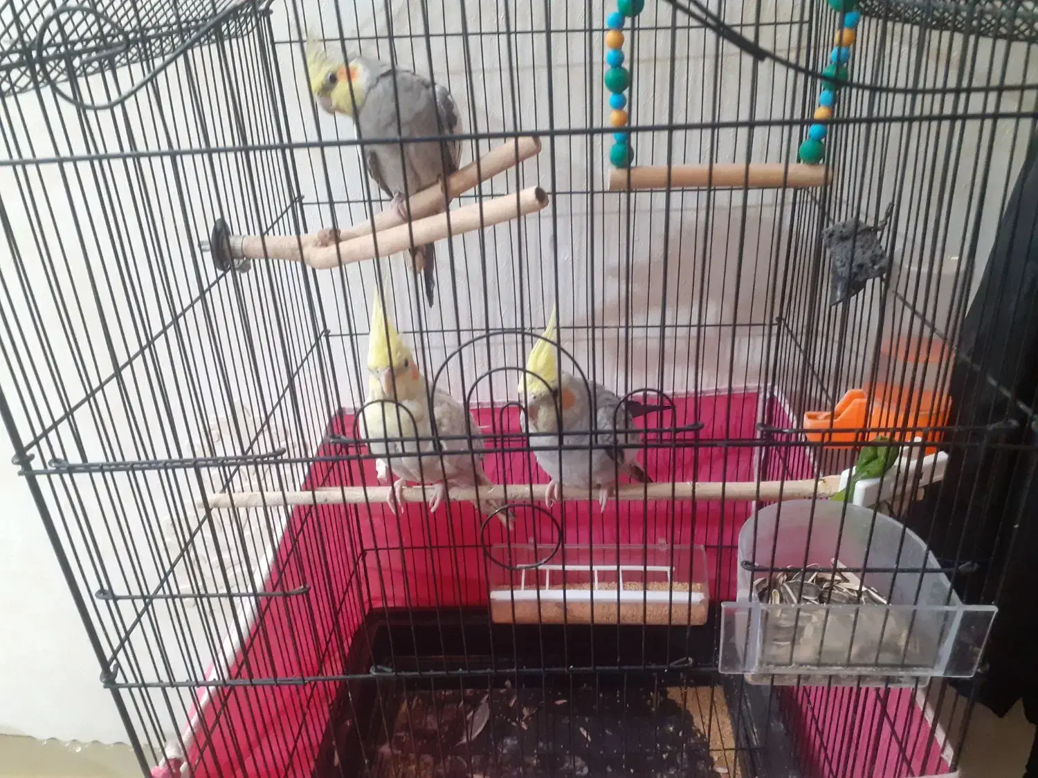 عروس هلندی|پرنده|اصفهان, پزوه|دیوار