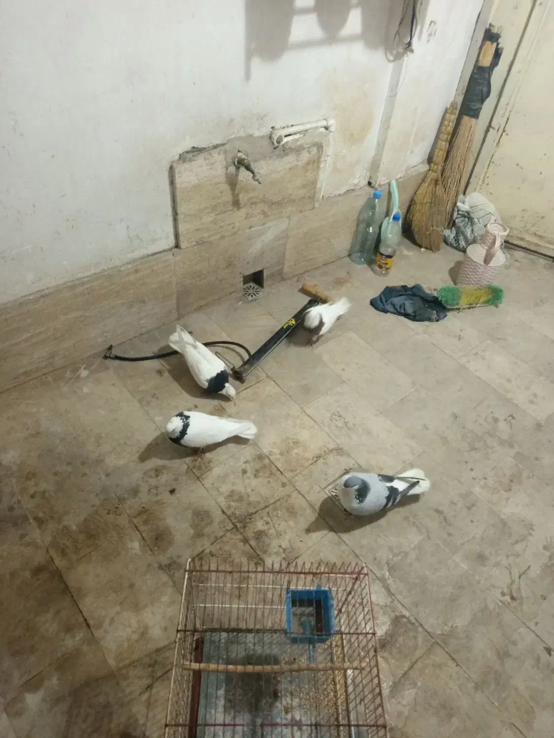 کفتر|پرنده|بجنورد, |دیوار