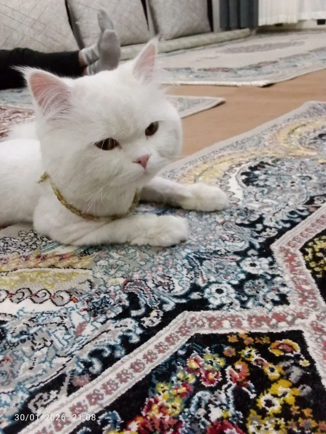 گربه خانگی|گربه|ارومیه, |دیوار