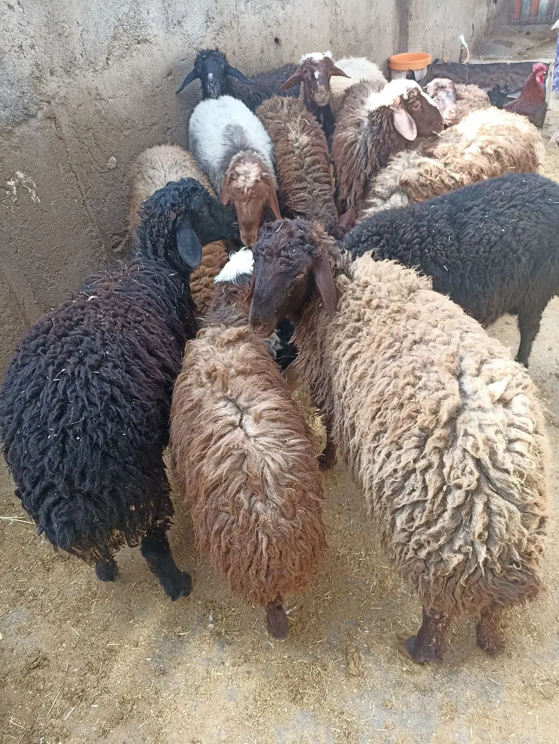 بره چاق|حیوانات مزرعه|فیروزآباد (لرستان), |دیوار