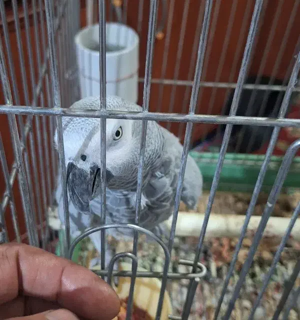 کاسکو سخنگو|پرنده|ری, سیزده آبان|دیوار