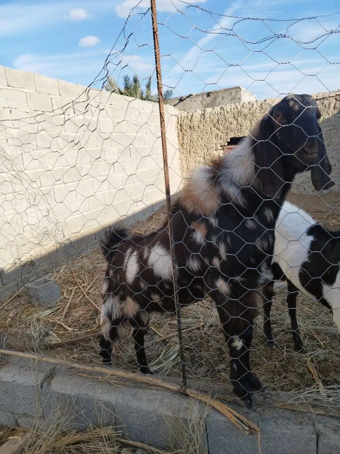 پاچن چاق|حیوانات مزرعه|سراوان, |دیوار