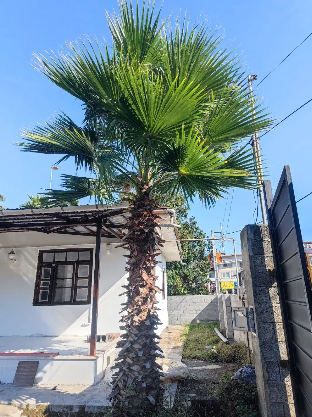 پالم واشنگتن|گل و گیاه طبیعی|رامسر, |دیوار