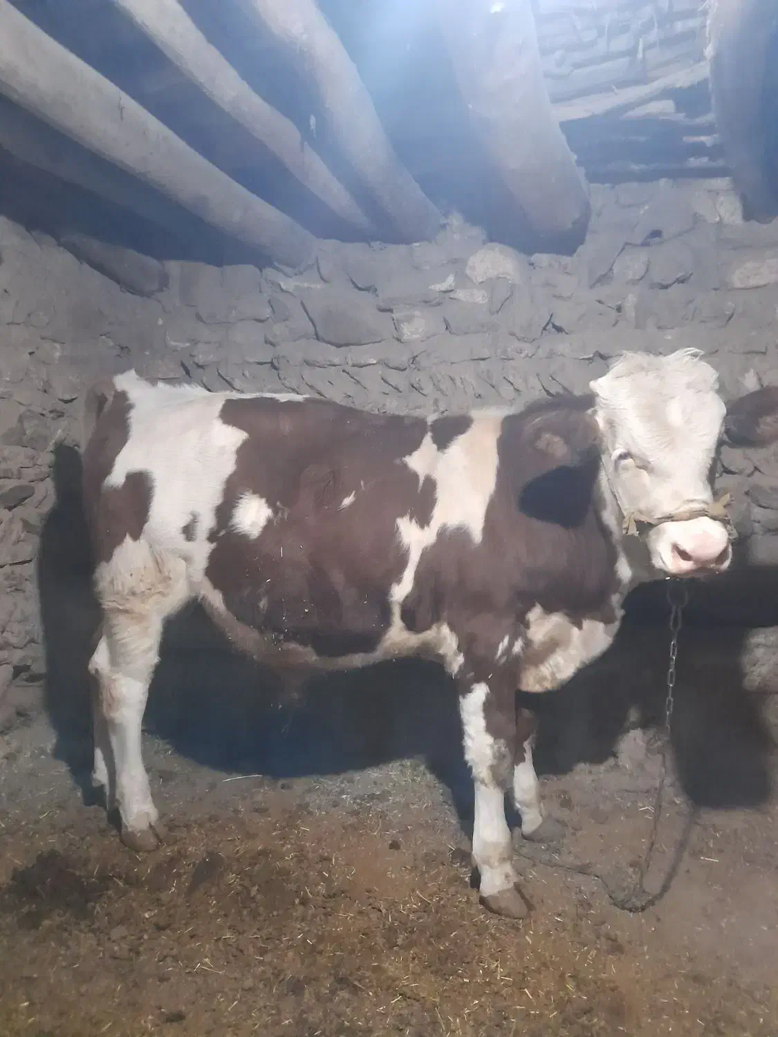 گوساله نرو ماده|حیوانات مزرعه|دهگلان, |دیوار