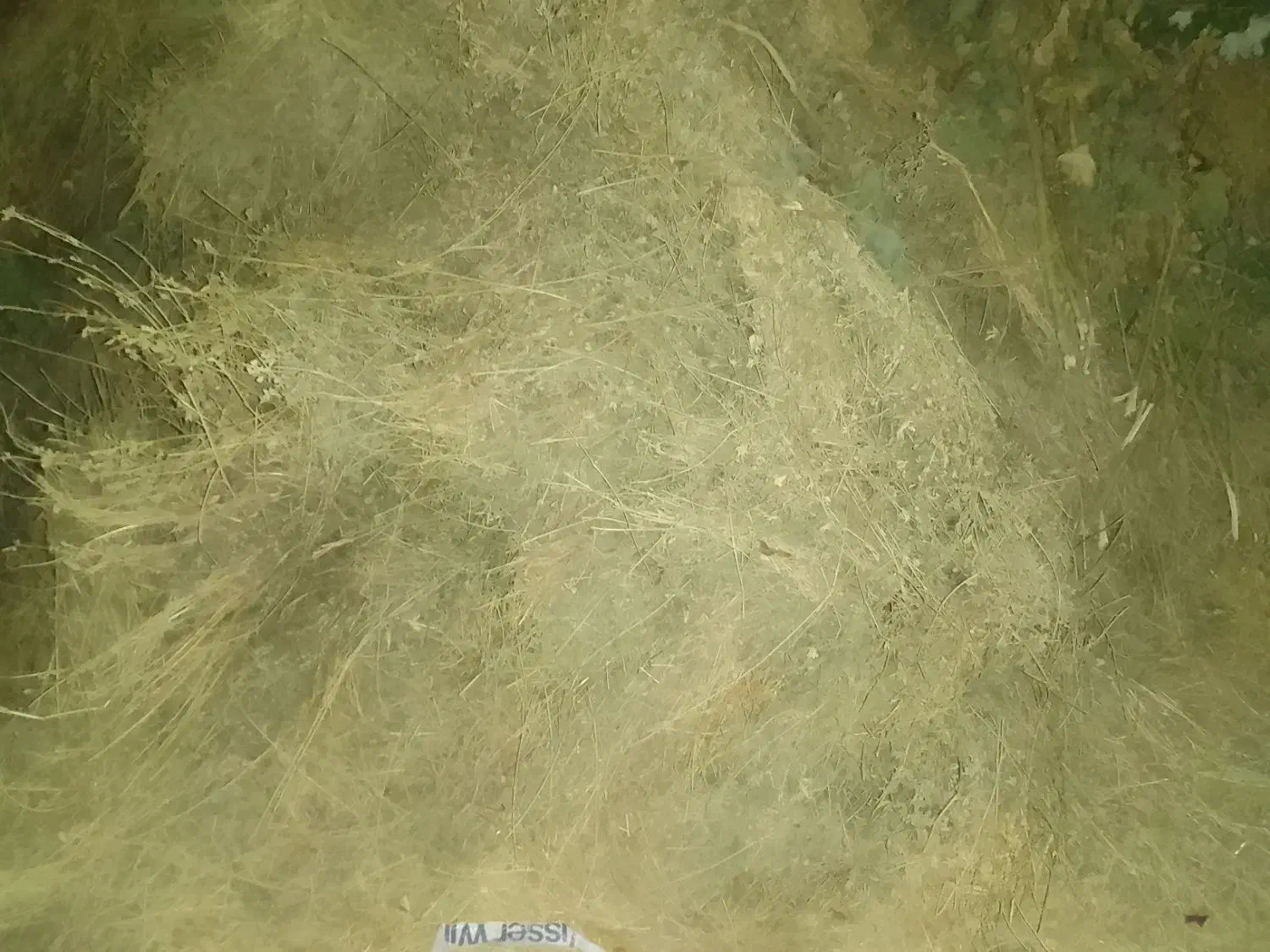 یونجه خشک خرد شده و بذر یونجه|عمدهفروشی|افشار, |دیوار