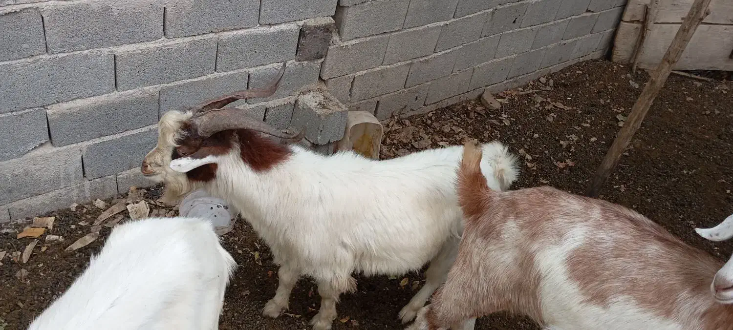 نر بز|حیوانات مزرعه|علی‌آباد کتول, |دیوار