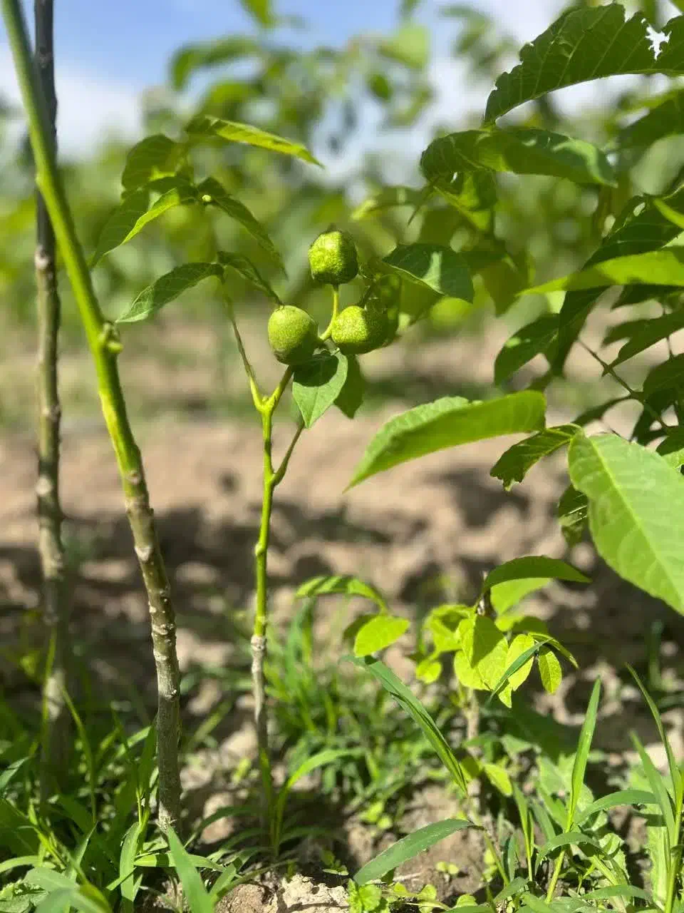 پخش درخت گردو جمال پربار و مقاوم به سرما و گرما|خدمات باغبانی و درختکاری|فرمهین, |دیوار