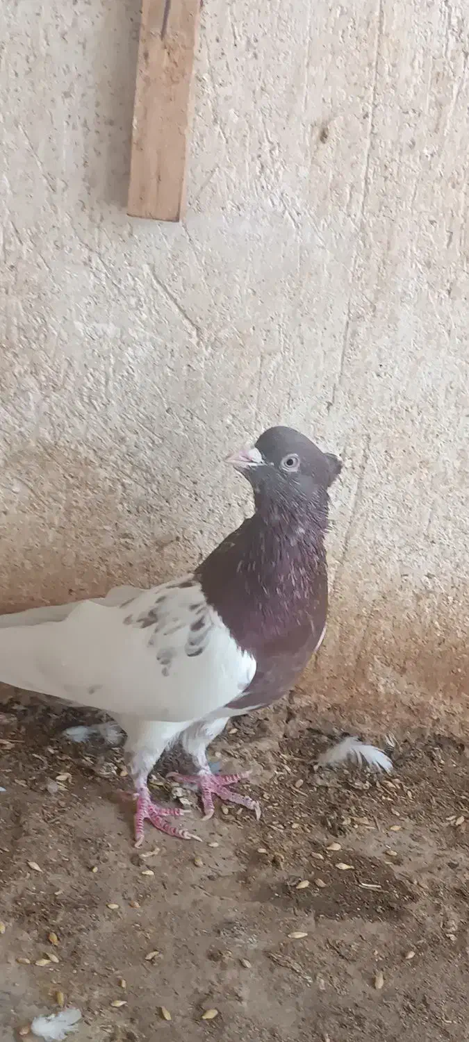 کبوتر کله تنها|پرنده|اهرم, |دیوار