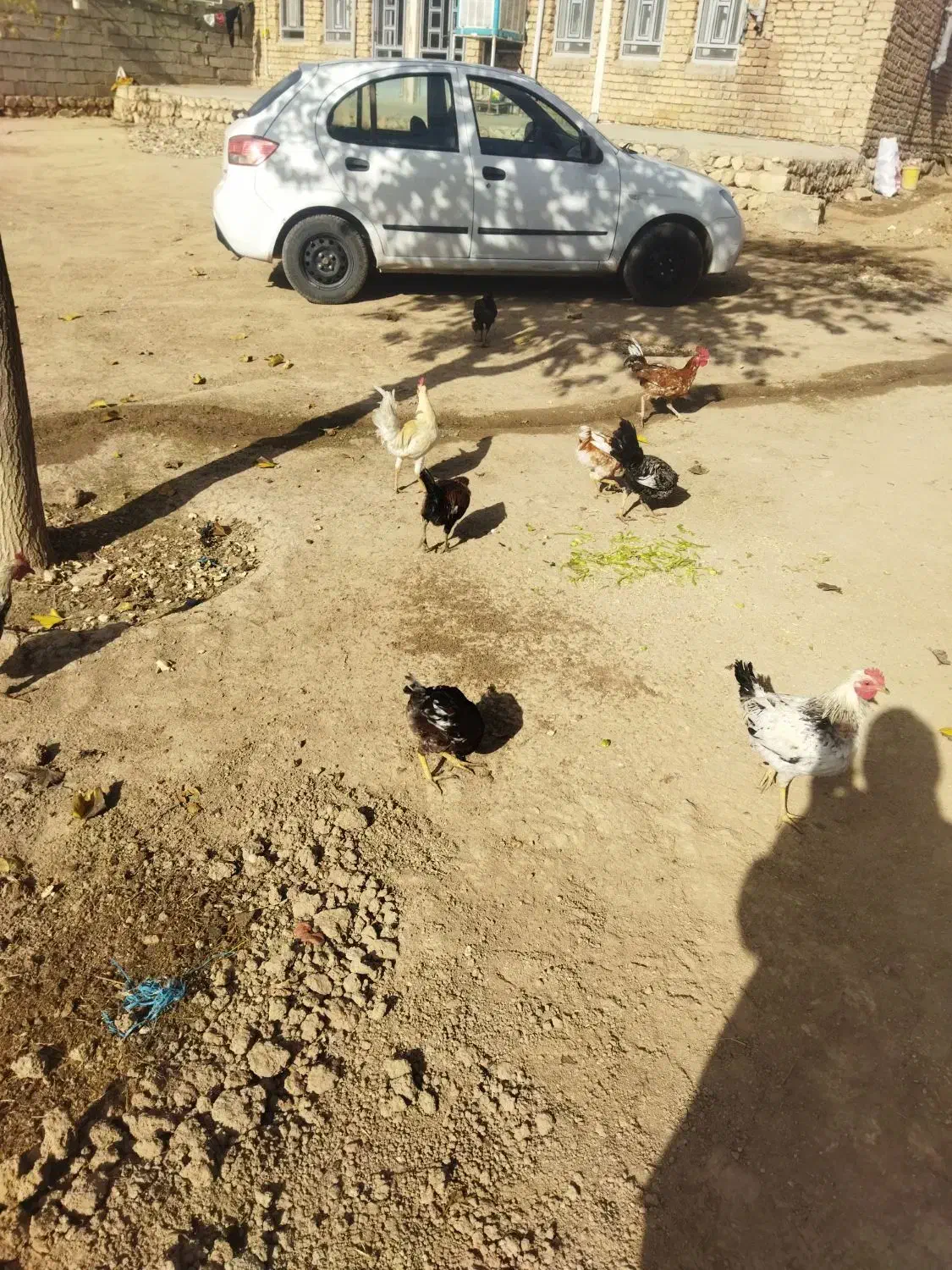 خروس محلی برافروش|حیوانات مزرعه|کوهدشت, |دیوار