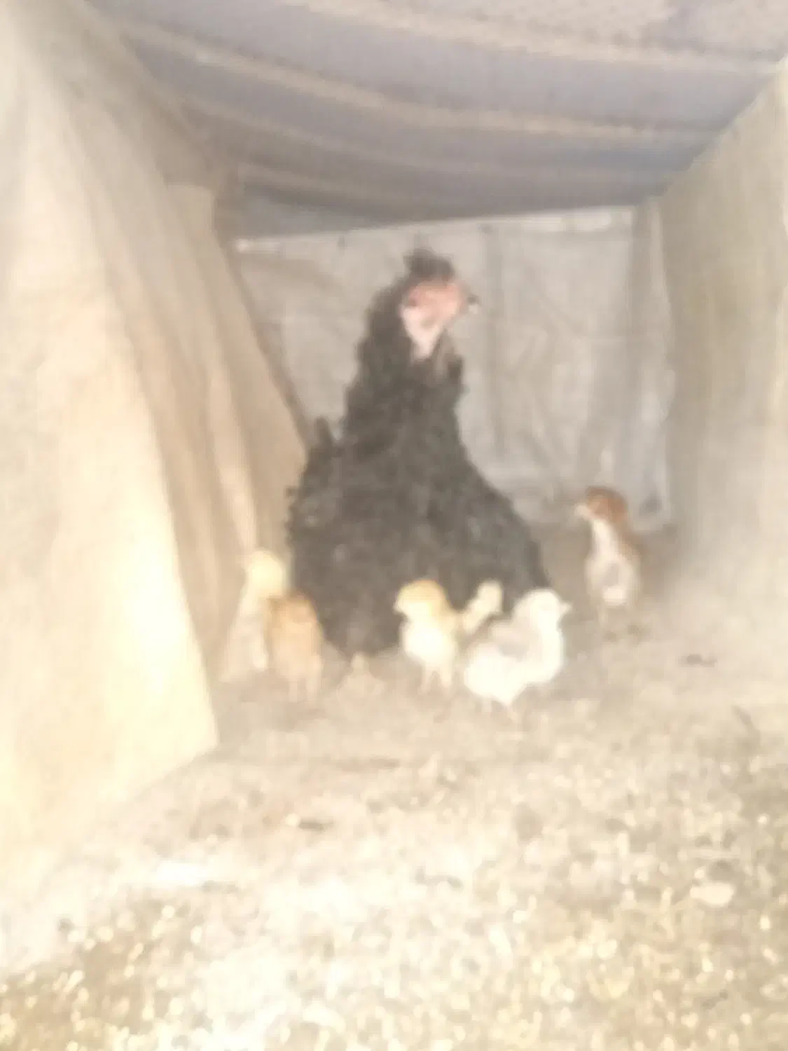 مرغ کرچ همراه ۱۲عددجوجه خروس بزرگ ونیمچه|حیوانات مزرعه|لنگرود, |دیوار