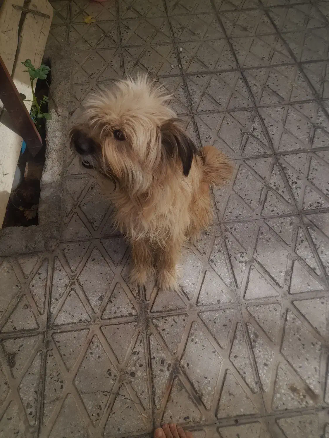 حیوانات خانگی|سگ|اسدآباد, |دیوار