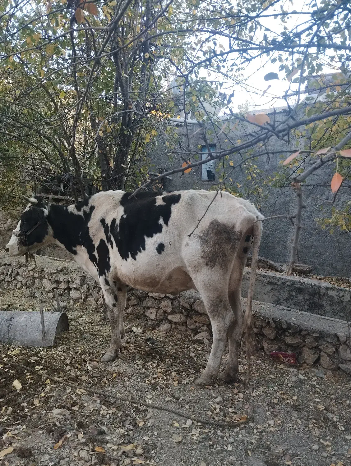 گاو دو رگه اسرائیلی با گوساله|حیوانات مزرعه|مارگون, |دیوار