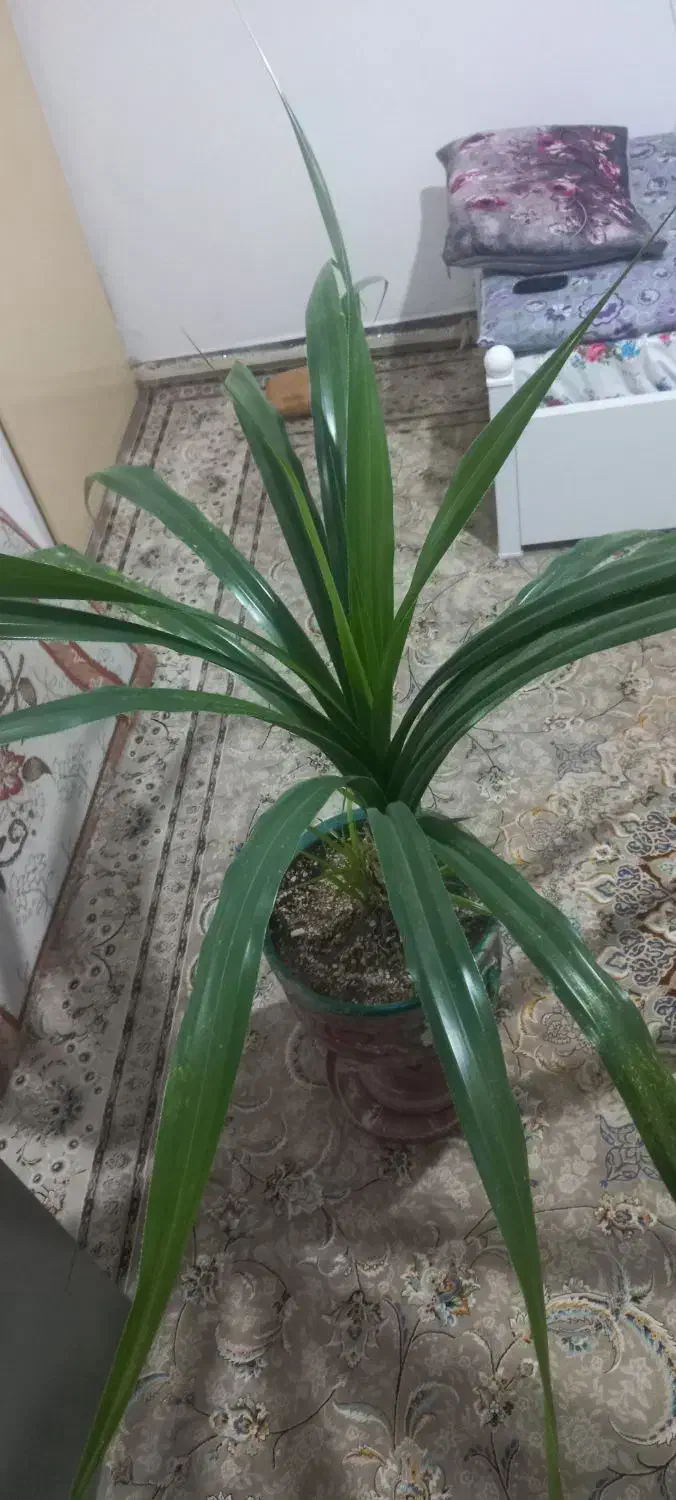 گل فروشی|گل و گیاه طبیعی|محمدیه-قزوین, |دیوار