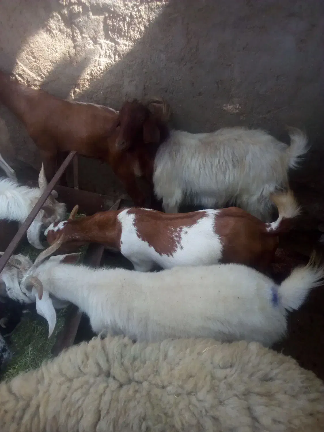 کهره و بره|حیوانات مزرعه|بندرعباس, |دیوار