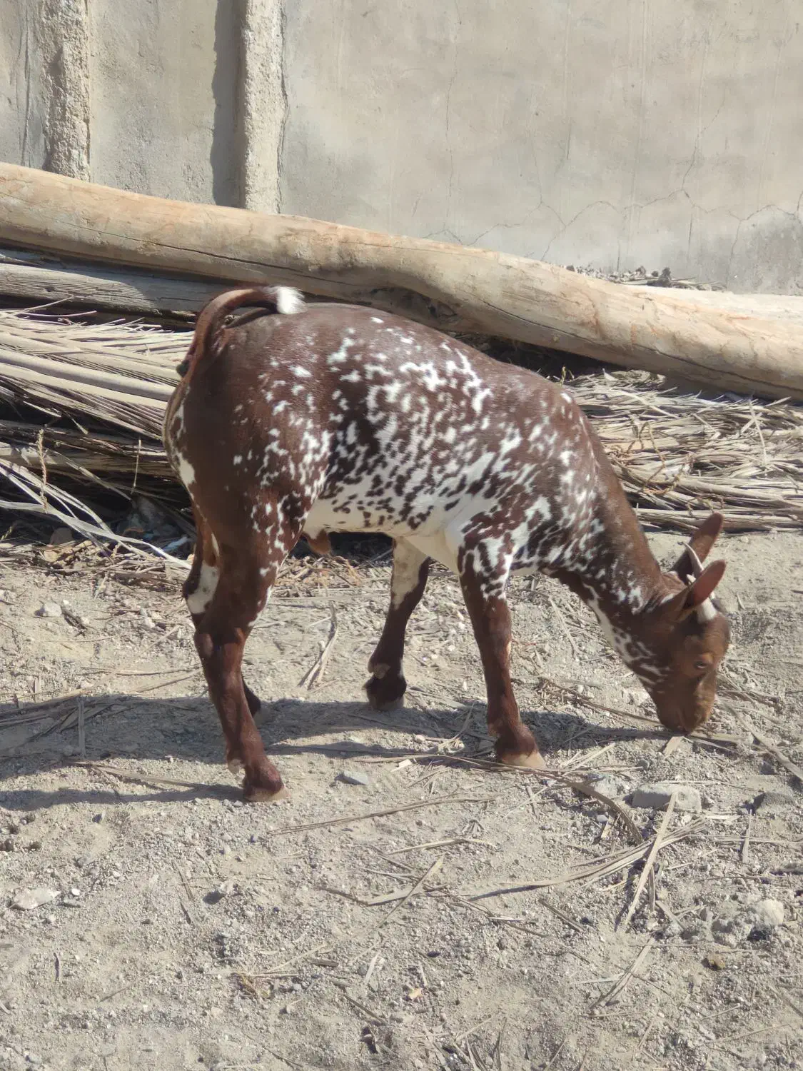 کهرنرنقشی|حیوانات مزرعه|بندرعباس, |دیوار