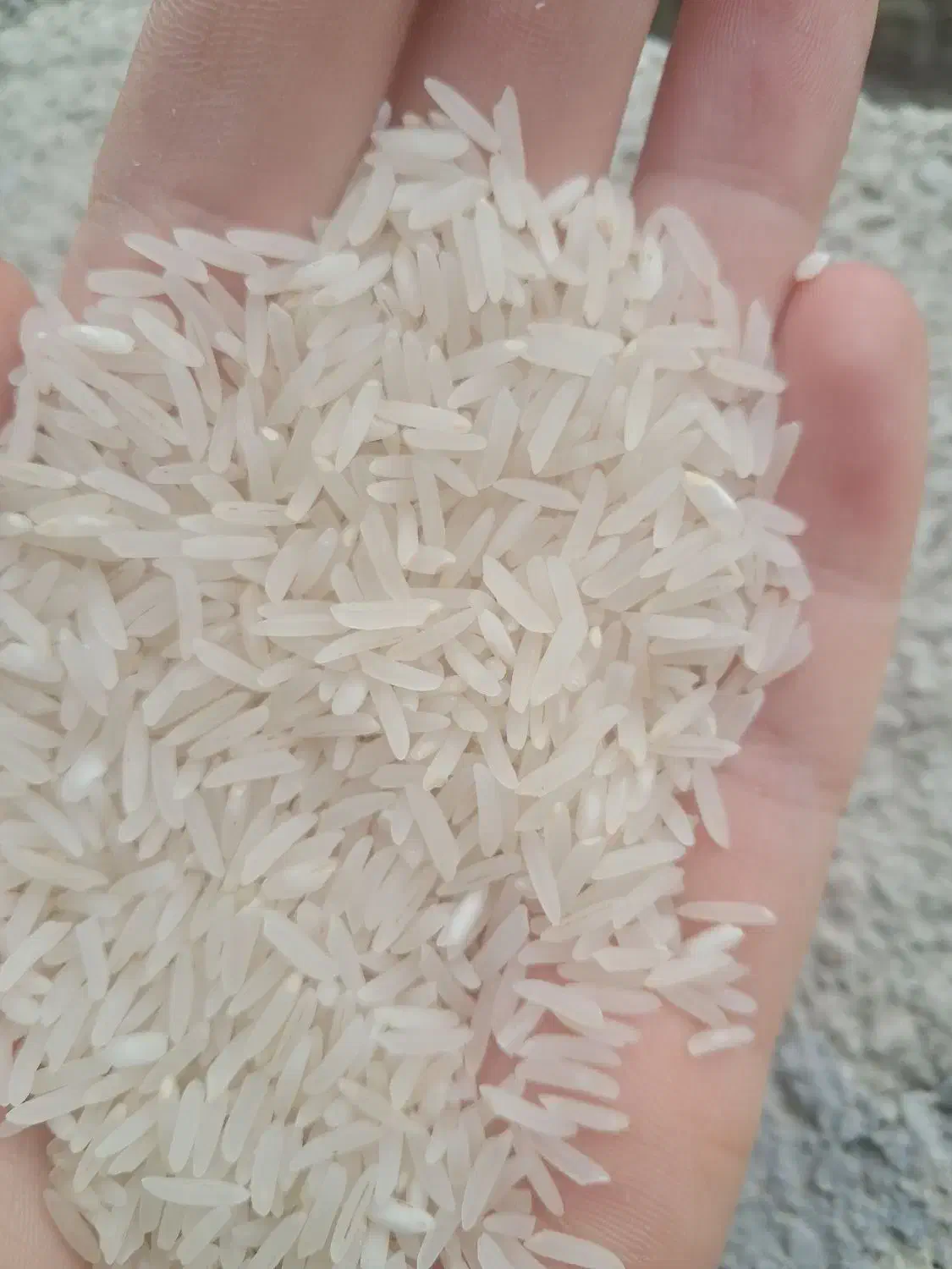 برنج طارم امساله|خوردنی و آشامیدنی|کردکوی, |دیوار