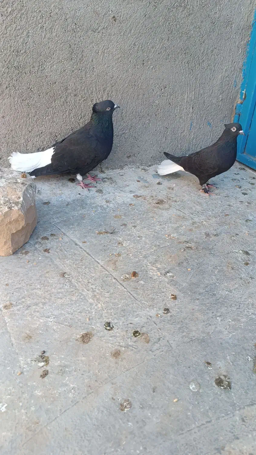 نروماده دم سفیدو..|پرنده|سبزوار, رباط|دیوار