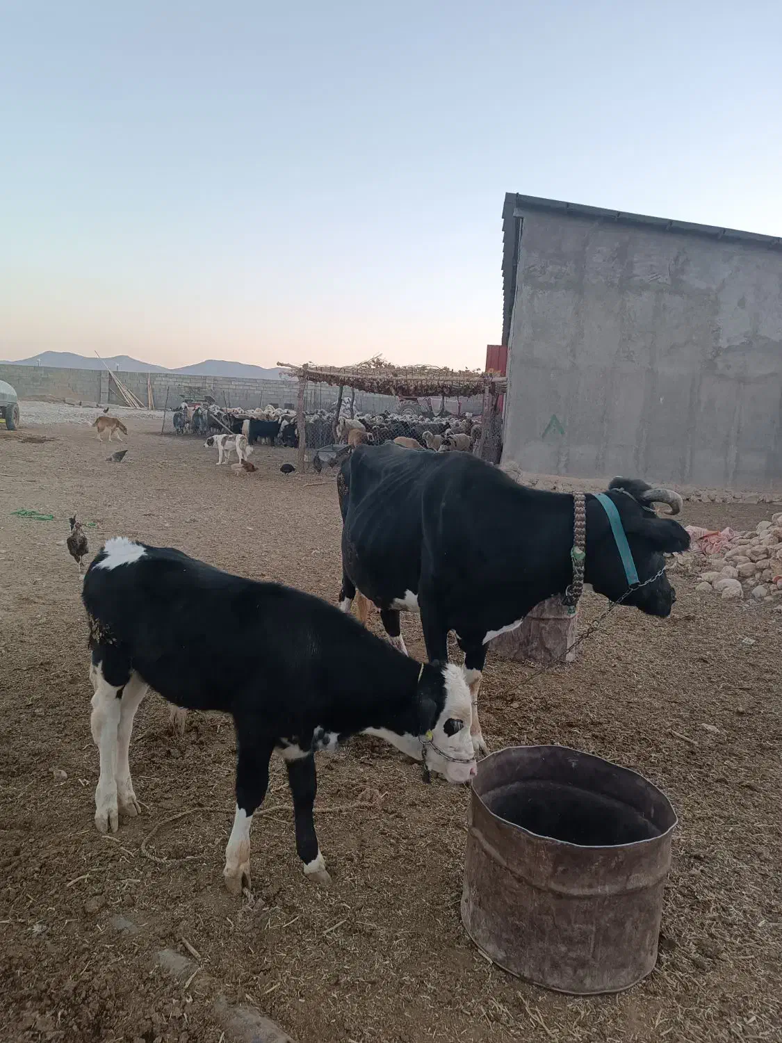 گاو شیری و گوساله سیمنتال|حیوانات مزرعه|خرم‌آباد, |دیوار