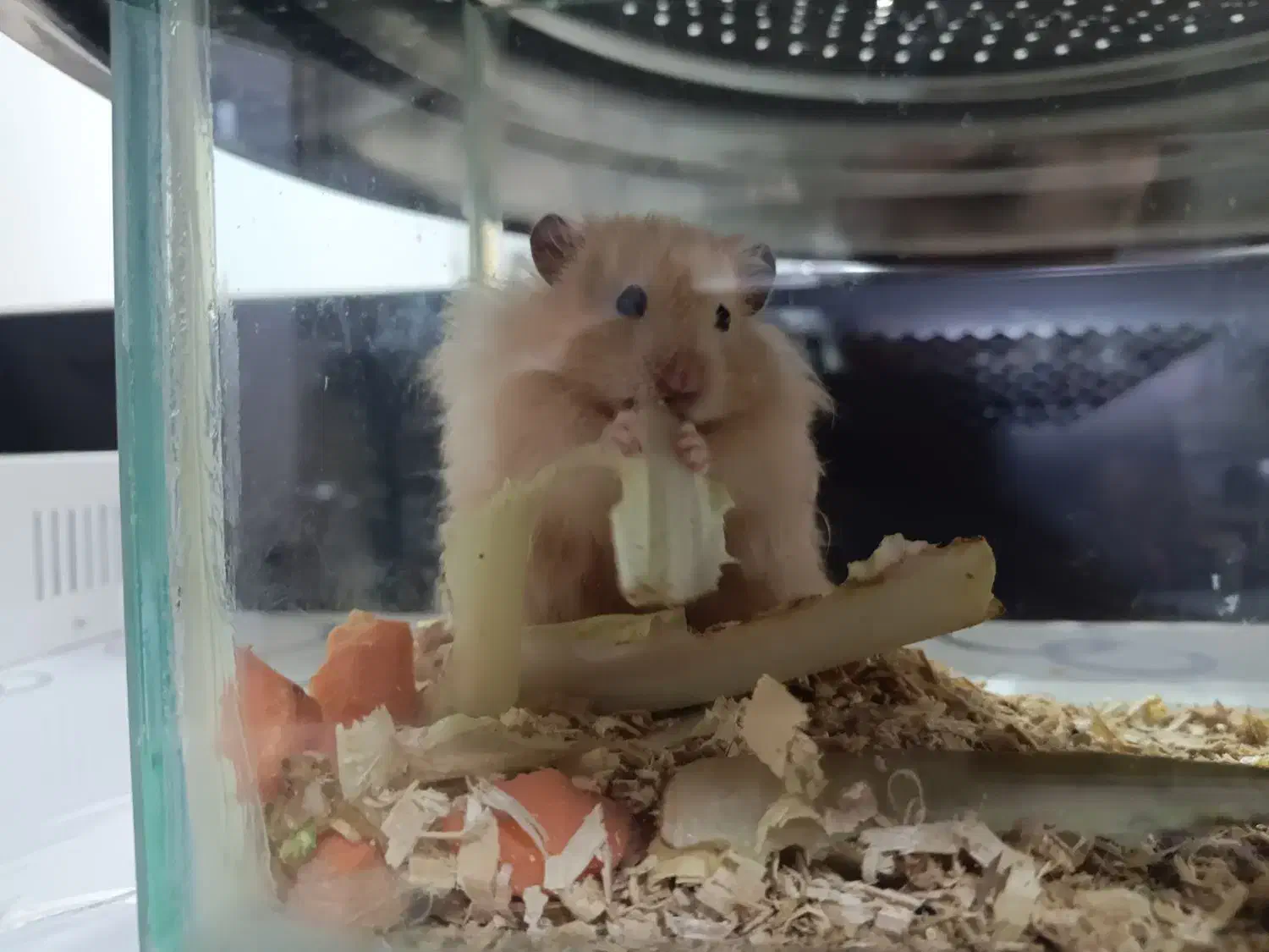 همستر|موش و خرگوش|جوانرود, |دیوار