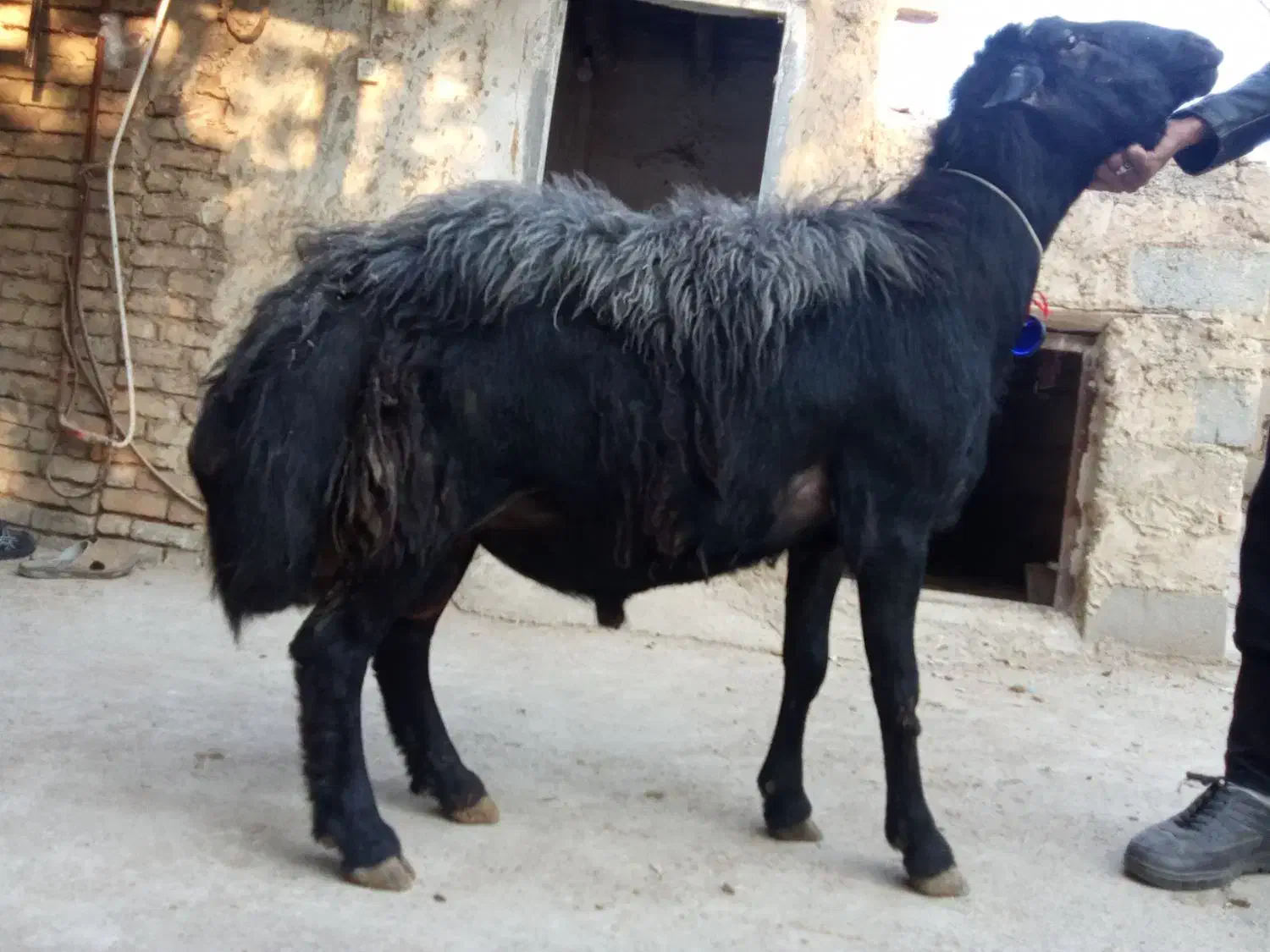 فروش قوچ سیاه اصیل|حیوانات مزرعه|صوفیان, |دیوار