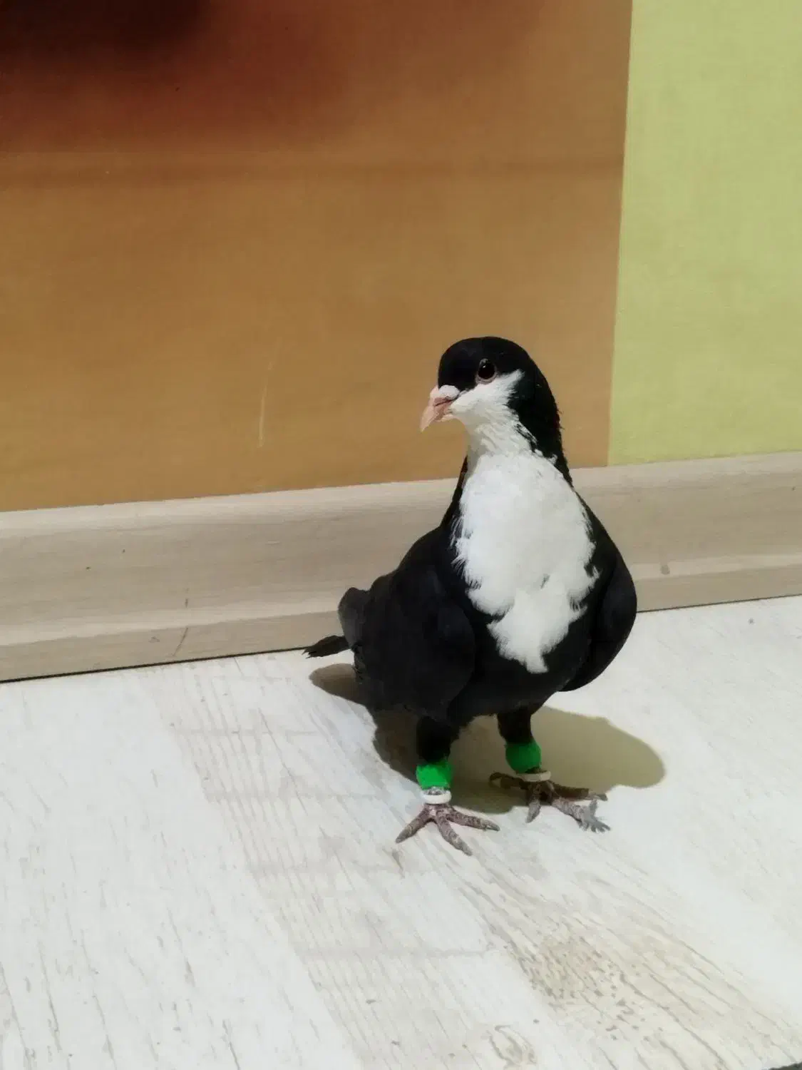 کبوتر پلاکی شازده گمشده|حیوانات|رفسنجان, |دیوار