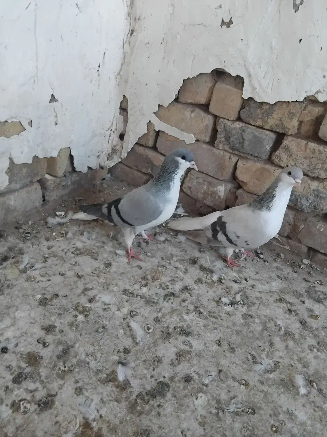 کبوتر بدرنگ ماده وخوشرنگ ماده به شرط|پرنده|دشتابی, |دیوار