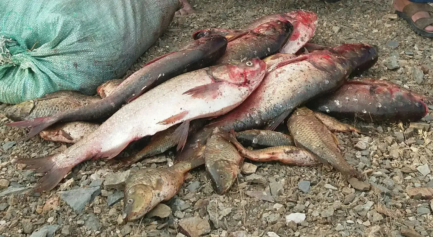 ماهی کپور و ماهی سفید|ماهی|شهرکرد, |دیوار