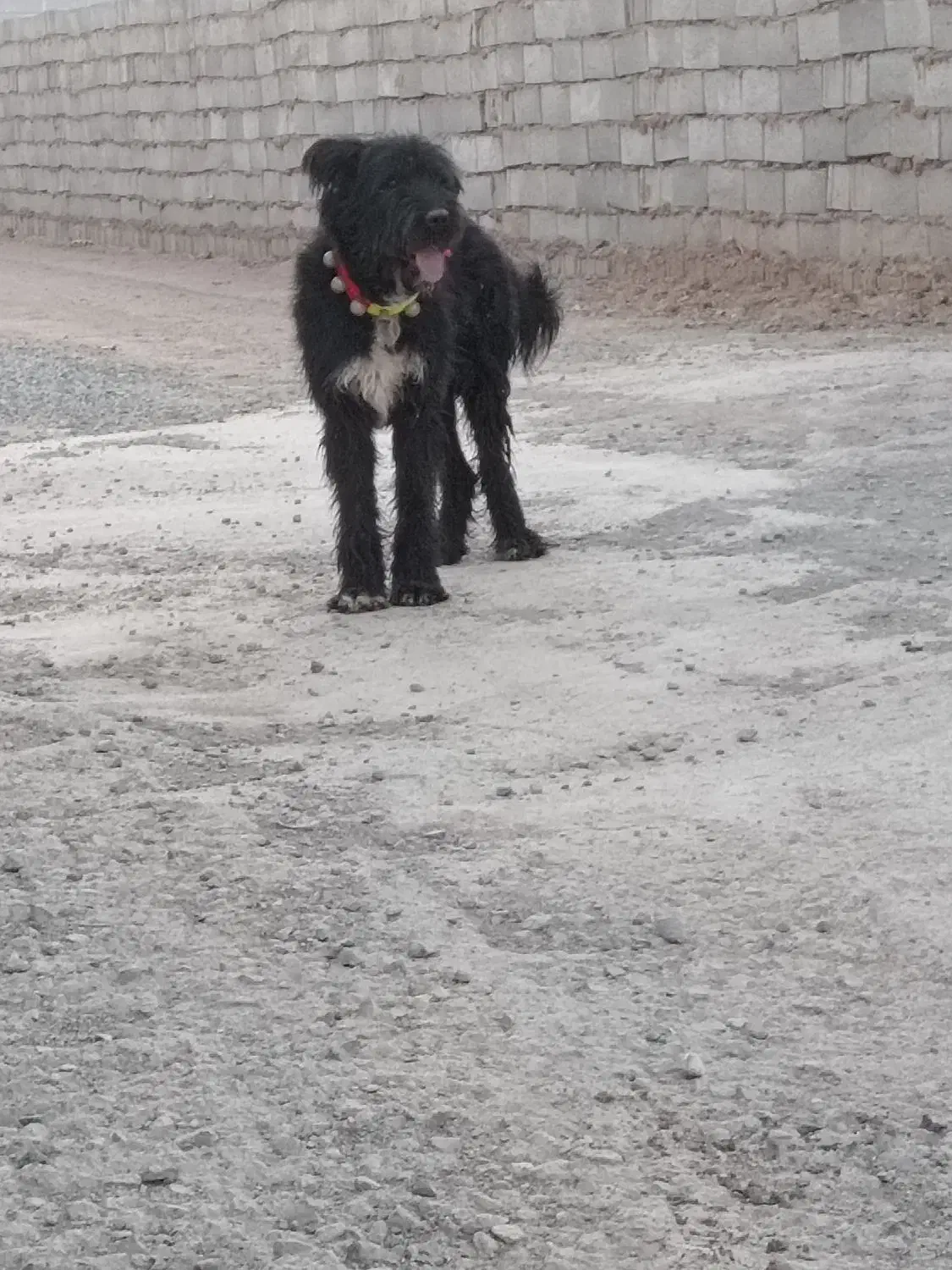 سگ گله جنوری آدمی همچی ب شرط|سگ|اصفهان, دانشگاه افسری امیرالمومنین|دیوار