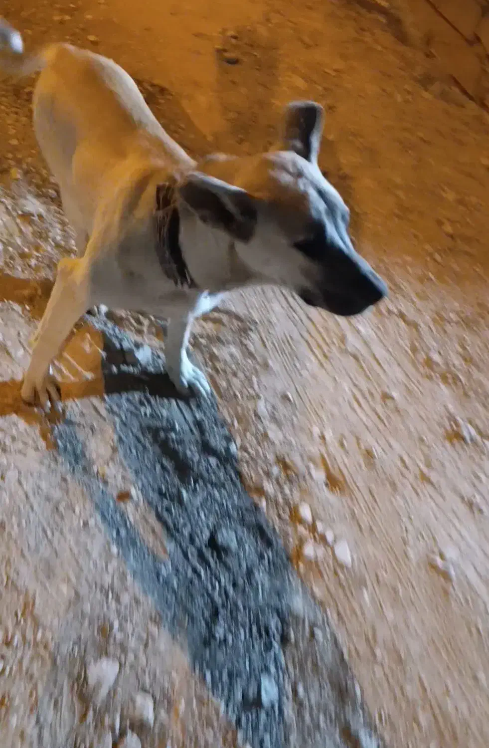 گمشده|سگ|ملکشاهی, |دیوار