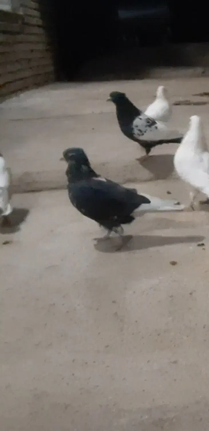 کبوتر زوردار|پرنده|کرمانشاه, |دیوار