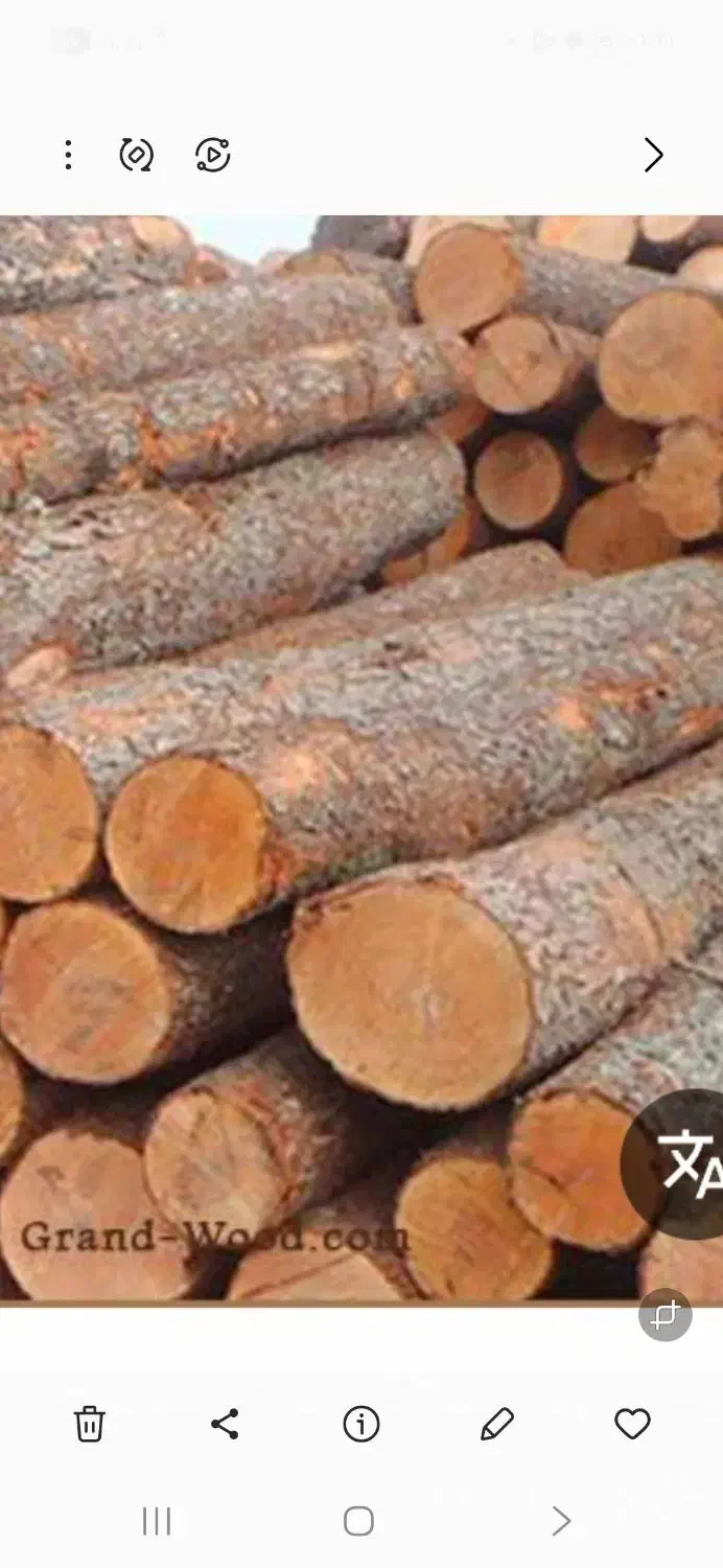 خرید چوپ صنوبر و جنگلی|خدمات باغبانی و درختکاری|لاهیجان, بازکیاگوراب|دیوار