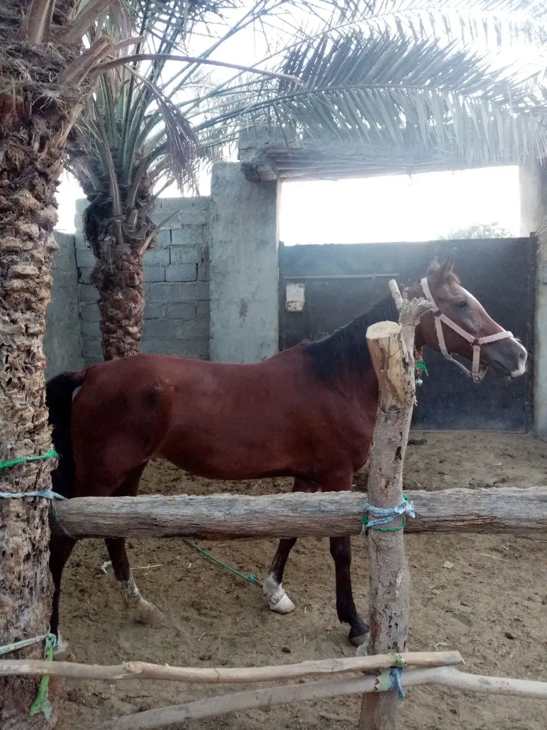 اسب ماده|اسب و تجهیزات اسبسواری|بند زرک, |دیوار