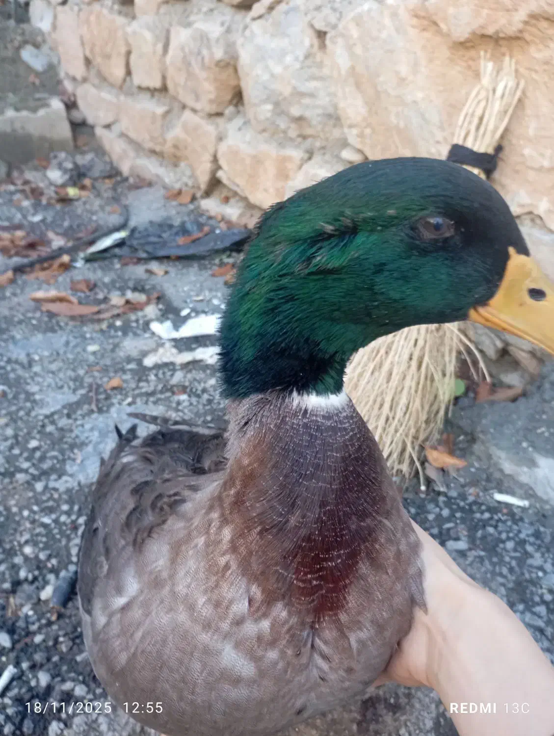 اردک اسرایلی بسیار زیبا|حیوانات مزرعه|سردشت, |دیوار