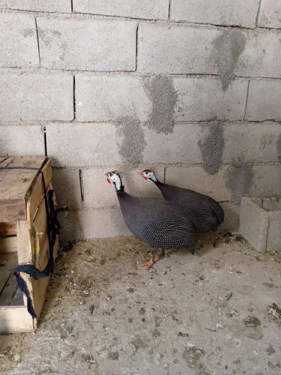 مرغ|پرنده|ایذه, |دیوار